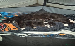 Mixed Breed cats for sale: 6 kittens for sale. - Image 8
