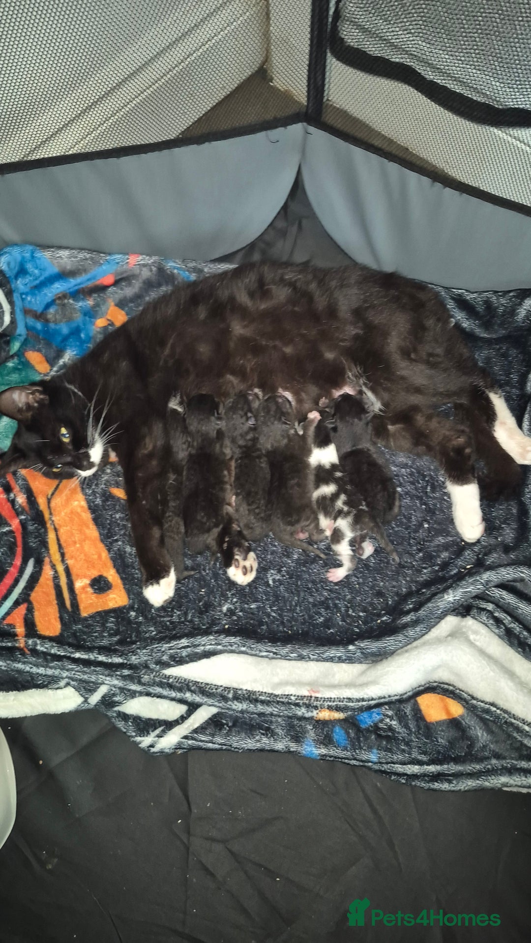 Mixed Breed cats for sale: 6 kittens for sale. - Image 8