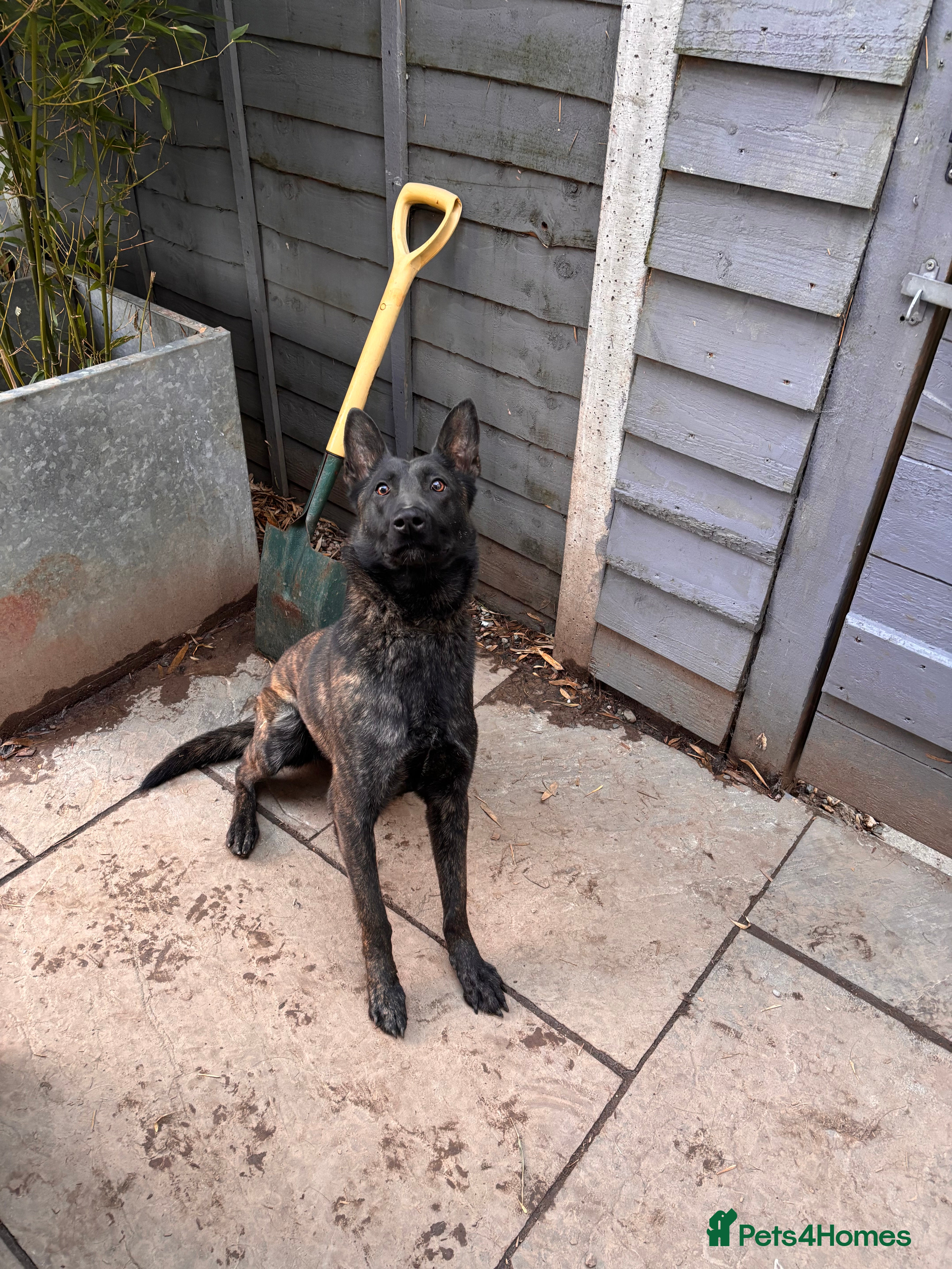 Belgian Shepherd Dog dogs Belgian mali x  - Advert 2