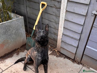 Belgian Shepherd Dog dogs Belgian mali x - Advert 2