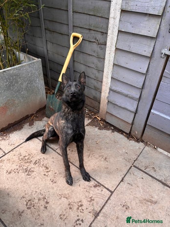 Belgian Shepherd Dog dogs Belgian mali x - Advert 1