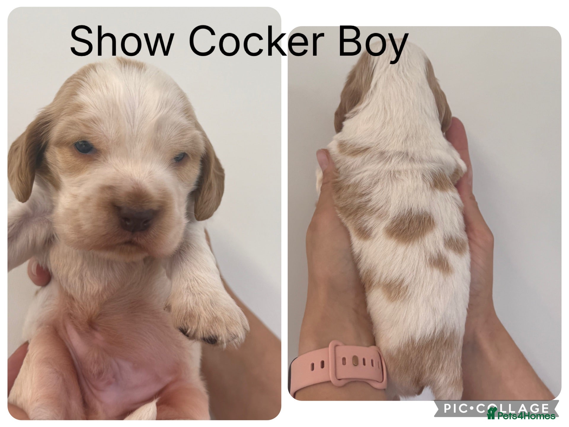 Cocker Spaniel dogs Show Cocker Spaniels Orange Roan - Advert 1