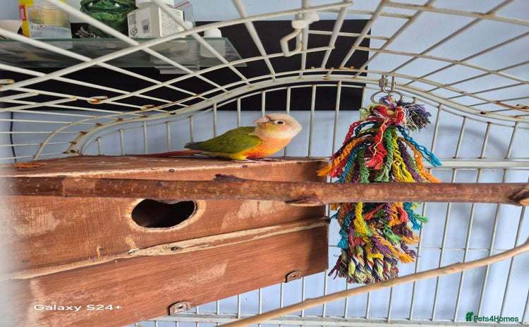 Conures birds - Advert 3