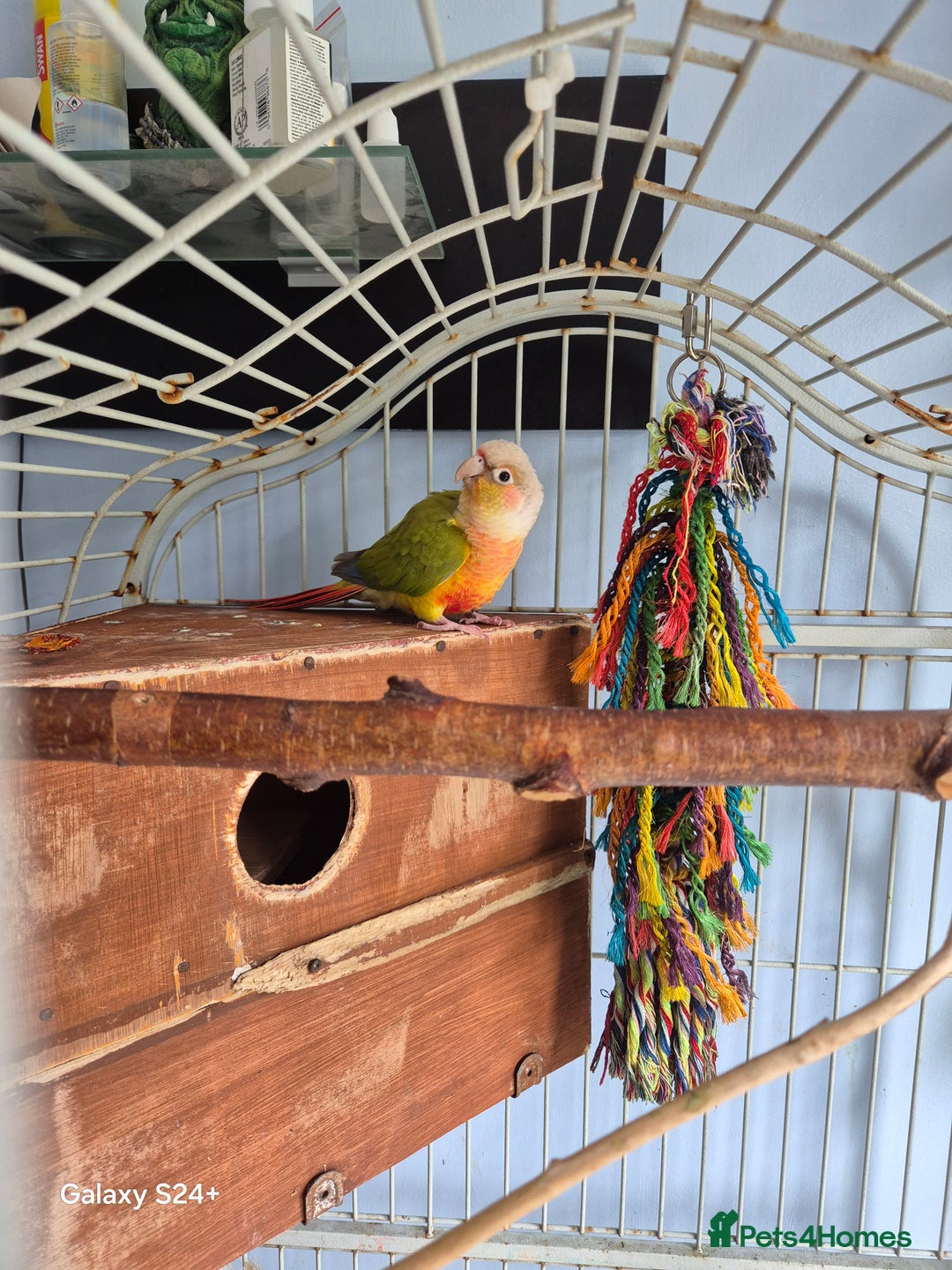 Conures birds for sale: pair of conures for sale - Image 1