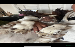 English Springer Spaniel dogs for sale: Rehoming male springer spaniel  - Image 5