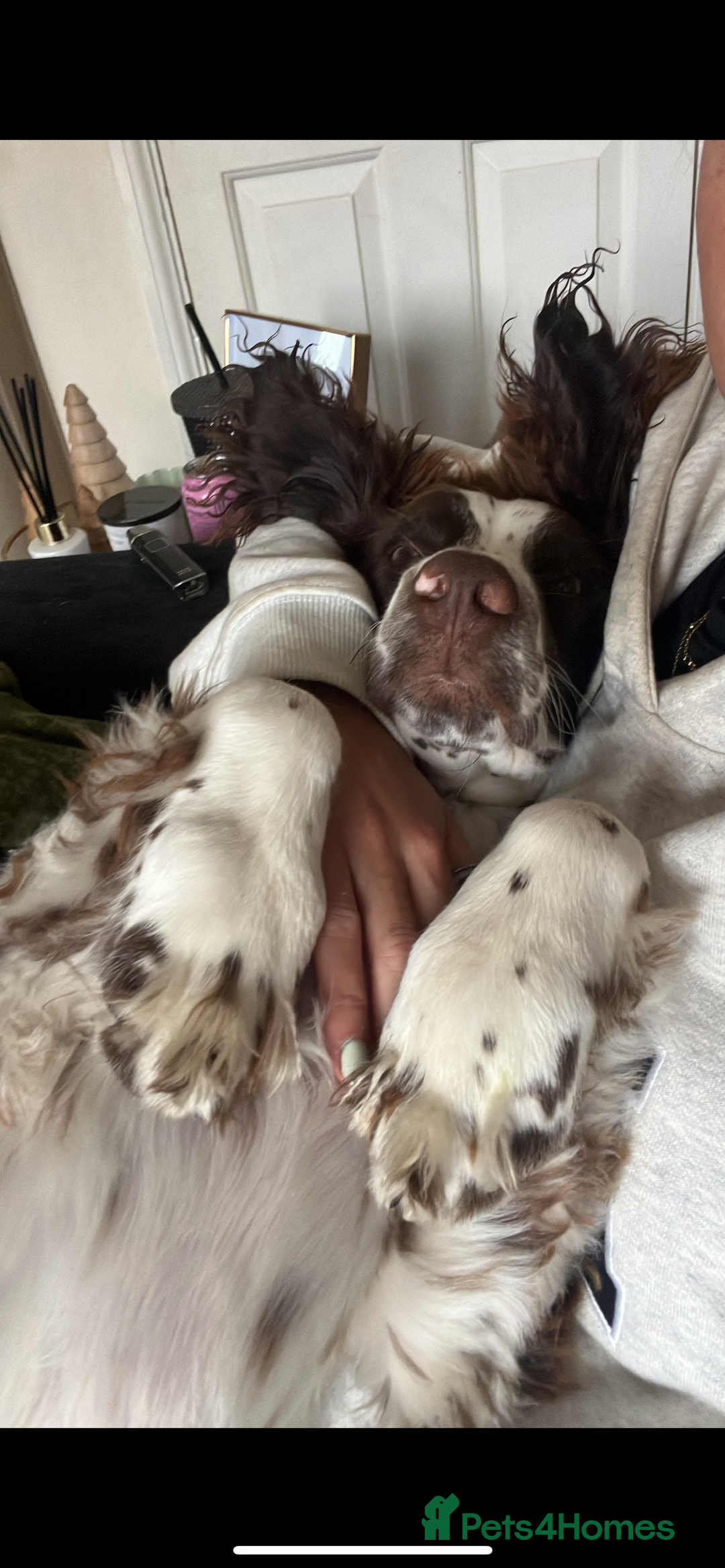 English Springer Spaniel dogs for sale: Rehoming male springer spaniel  - Image 5