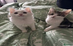 Mixed Breed cats for sale:  11 Week Old Kittens Ready For A New Home ❤️ - Image 1