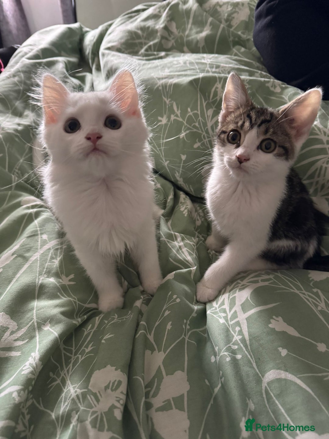 Mixed Breed cats for sale:  11 Week Old Kittens Ready For A New Home ❤️ - Image 1