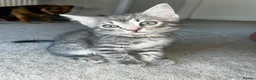 Mixed Breed cats for sale: 2x 8 weeks Beautiful kittens - Advert 2