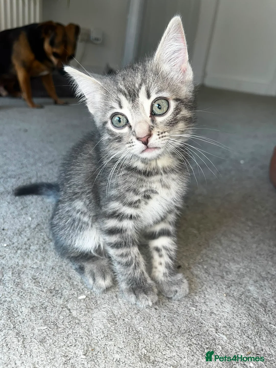 Mixed Breed cats for sale: 2x 8 weeks Beautiful kittens - Advert 2