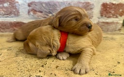Cockapoo dogs for sale: F1 cockapoos  - Image 3