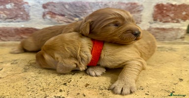Cockapoo dogs - Advert 8