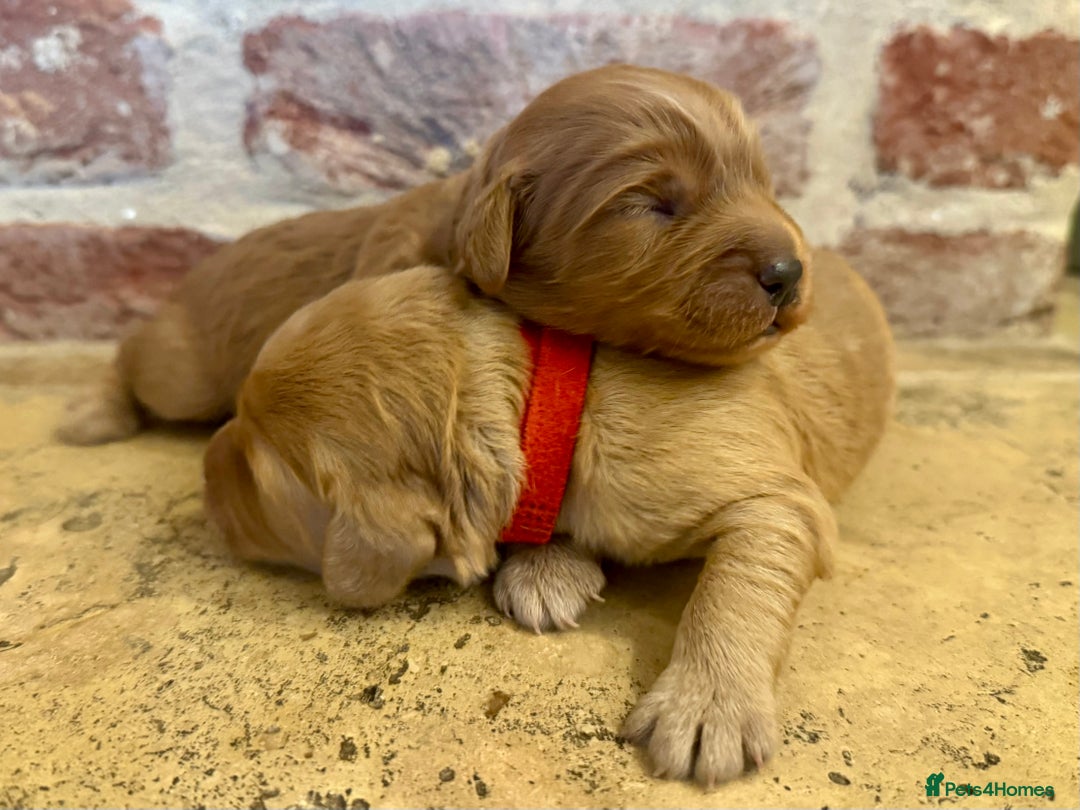 Cockapoo dogs for sale: F1 cockapoos  - Image 3
