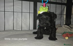 Miniature Schnauzer dogs for sale: Stunning KC Reg Mini Schnauzer - Image 1