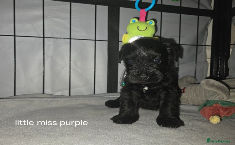 Miniature Schnauzer dogs - Advert 1