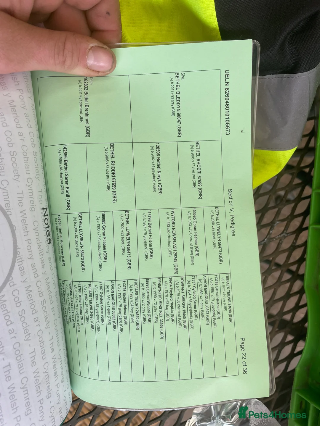 Welsh Section A horses for sale: Barney, 12hh 8yo Sec A Gelding in Chester - Advert 2