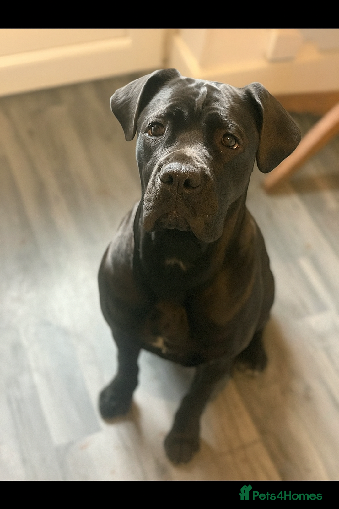 Cane Corso dogs for sale: Female cane corso - Image 2