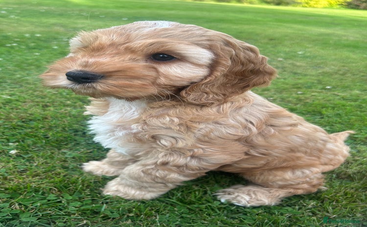 Cockapoo dogs - Advert 2