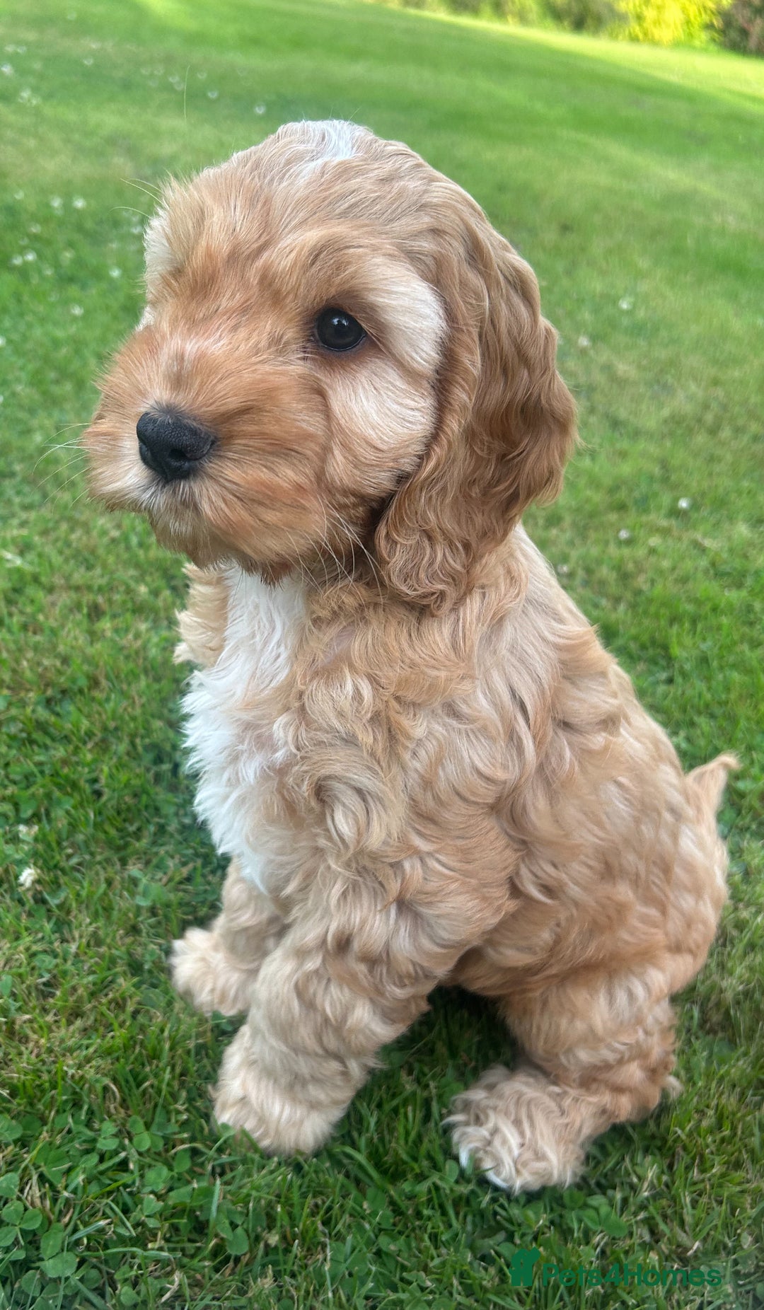 Cockapoo dogs for sale: Cockapoo Pups - Image 1