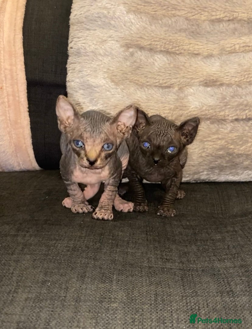 Sphynx cats Two Male Sphynx Kittens 🐾 - Advert 1