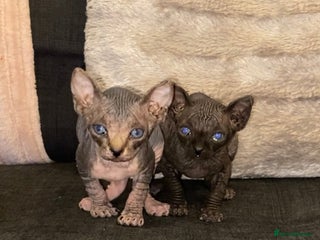Sphynx cats Two Male Sphynx Kittens 🐾 - Advert 6
