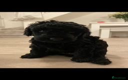 Miniature Poodle dogs for sale: Beautiful miniature poodles  - Advert 4