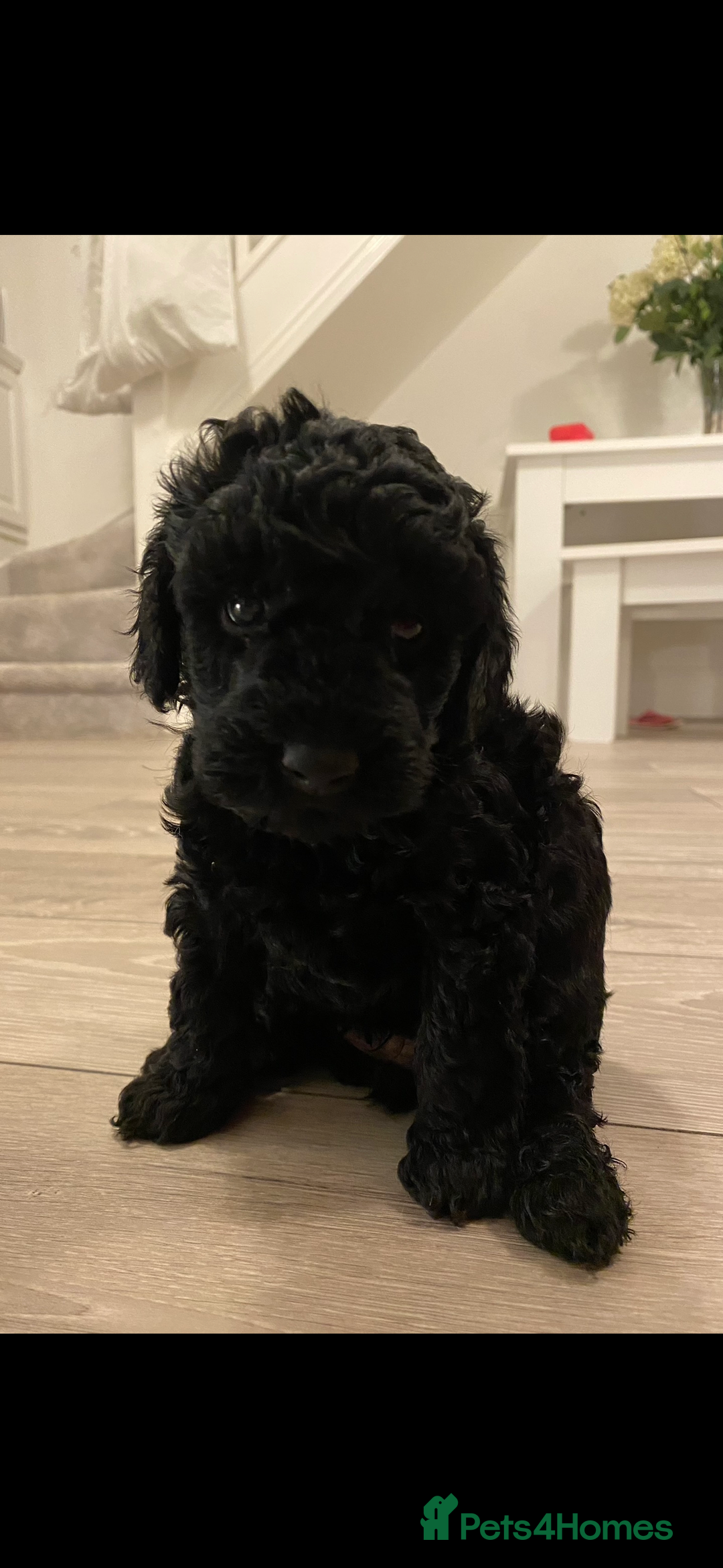 Miniature Poodle dogs for sale: Beautiful miniature poodles  - Advert 4