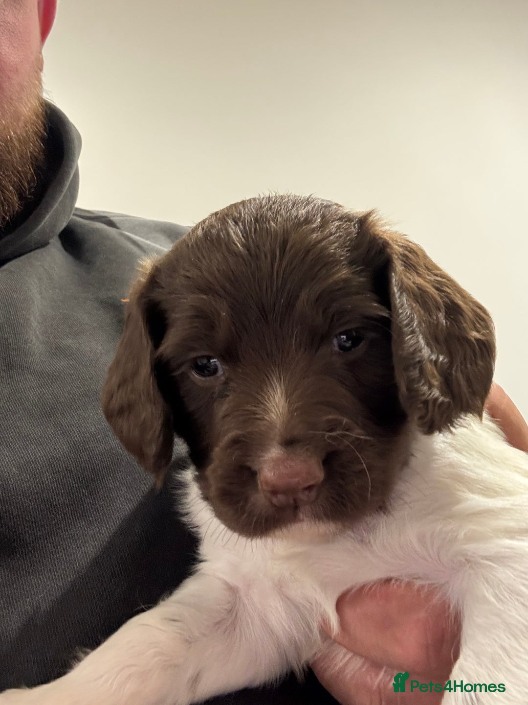English Springer Spaniel dogs for sale: English springer spaniel puppies  - Image 19