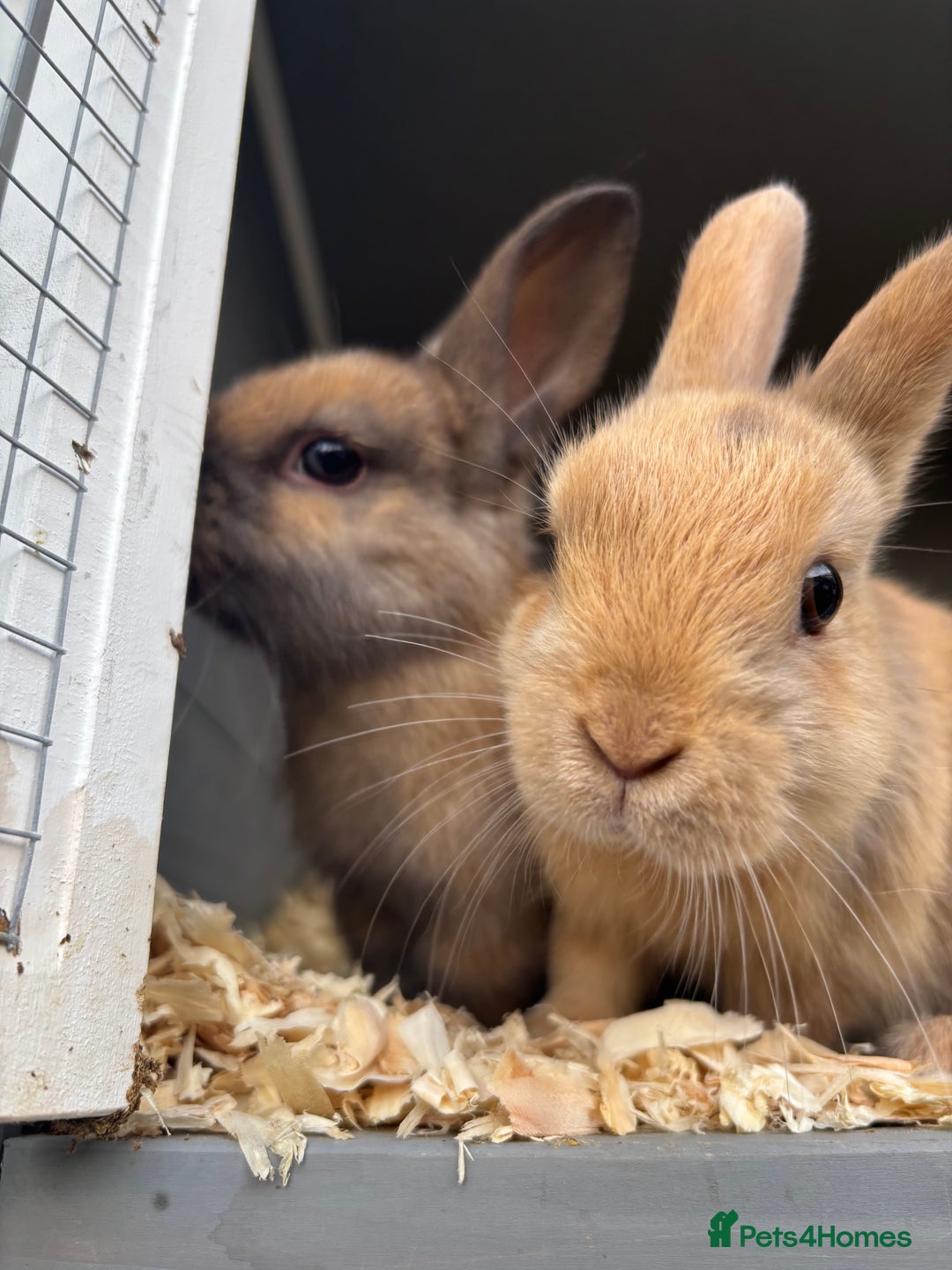 Rex rabbits for sale: Beautiful mini lop x Rex baby bunnies  - Image 2