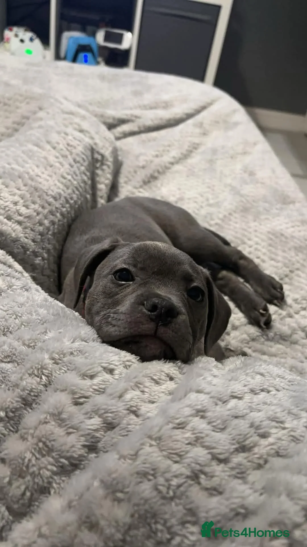 Mixed Breed dogs for sale: 2 Year old Blue Staffy/Frenchie none fault rehome in Nottingham - Advert 1