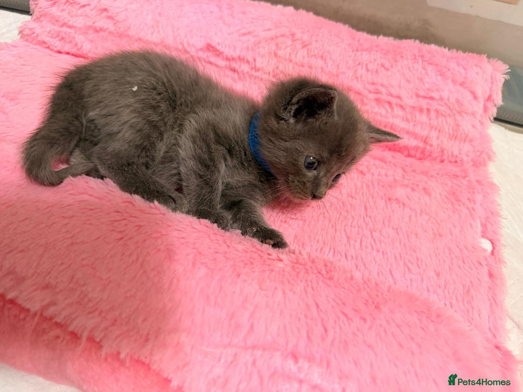 Ragdoll cats for sale: Ragdoll mix kitten - 5 Boys - Advert 4