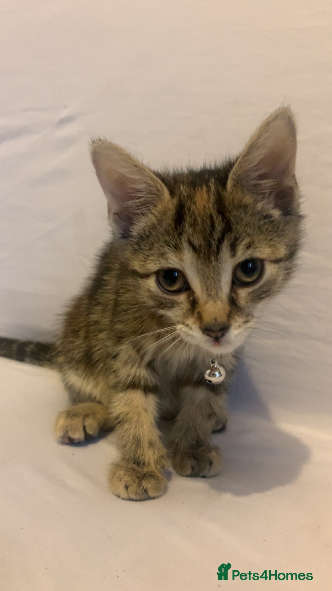 Mixed Breed cats for sale: Jelly bean looking for her forever home 🏡 🫘 🥰 - Image 8