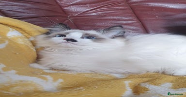 Ragdoll cats - Advert 5