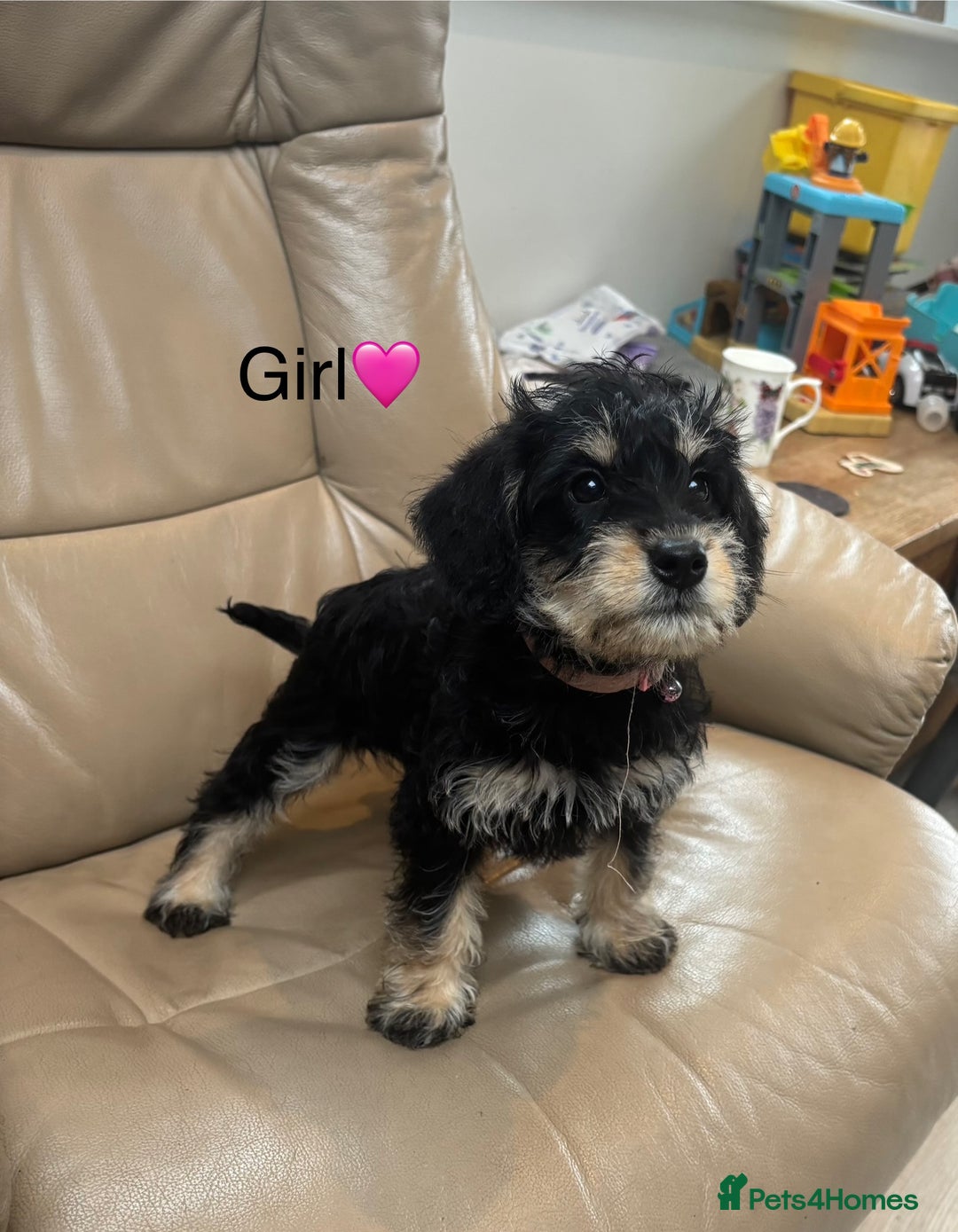 Mixed Breed dogs for sale: F1 MINI SCHNOODLE PUPPIES READY NOW - Image 9