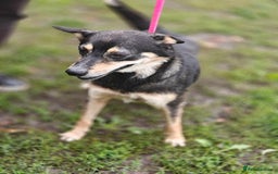 Mixed Breed dogs for adoption: 💖🐶 MARGOSHA 🐶💖 - Image 14