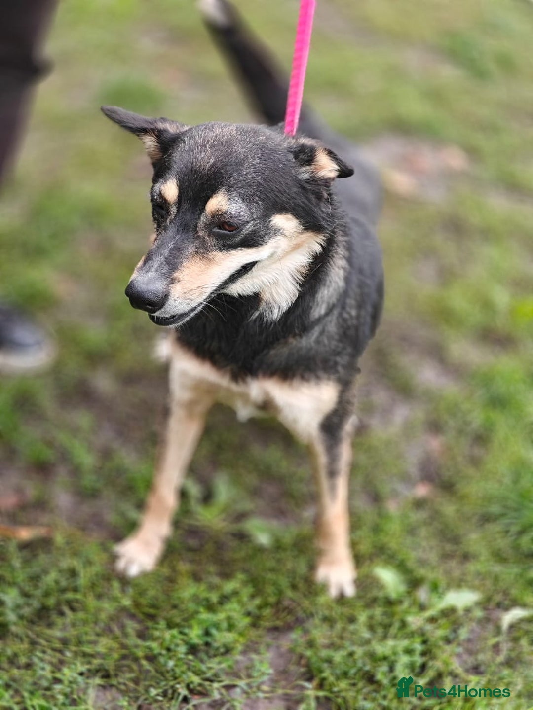 Mixed Breed dogs for adoption: 💖🐶 MARGOSHA 🐶💖 - Image 14
