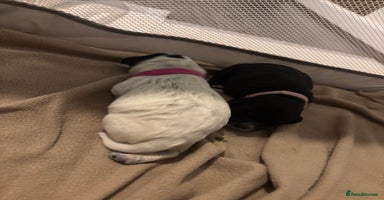 Cocker Spaniel dogs Cockers for sale  - Advert 13