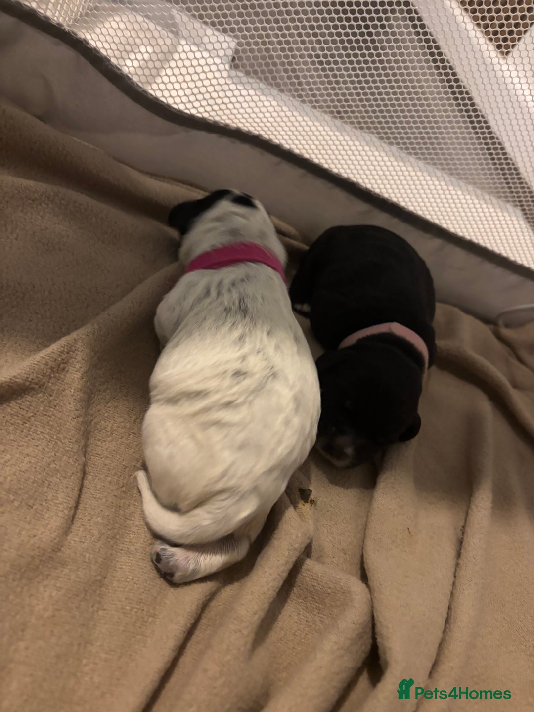 Cocker Spaniel dogs for sale: Cockers for sale  - Advert 2