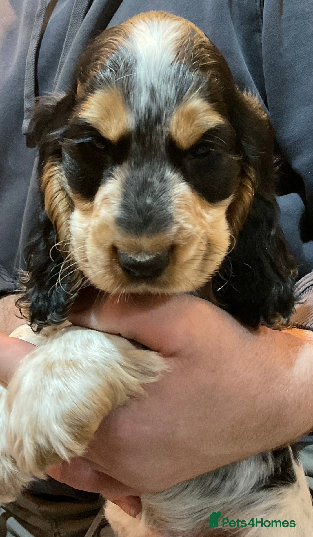 Cocker Spaniel dogs for sale: Blue roan tan cocker spaniel puppies  - Advert 7