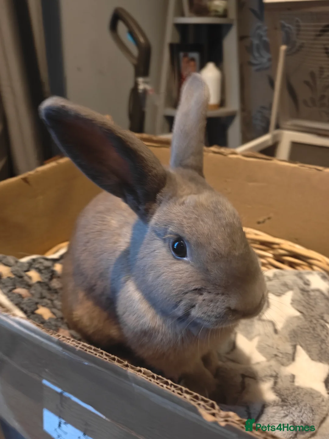 Mixed Breed rabbits for sale: 3 rabbits free free free  - Advert 2