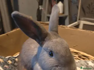 Mixed Breed rabbits 1 male rabbit - Advert 3