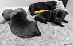 Staffordshire Bull Terrier dogs for sale: Staffordshire bull Terrier CHAMPION BLOODLINE  - Image 16