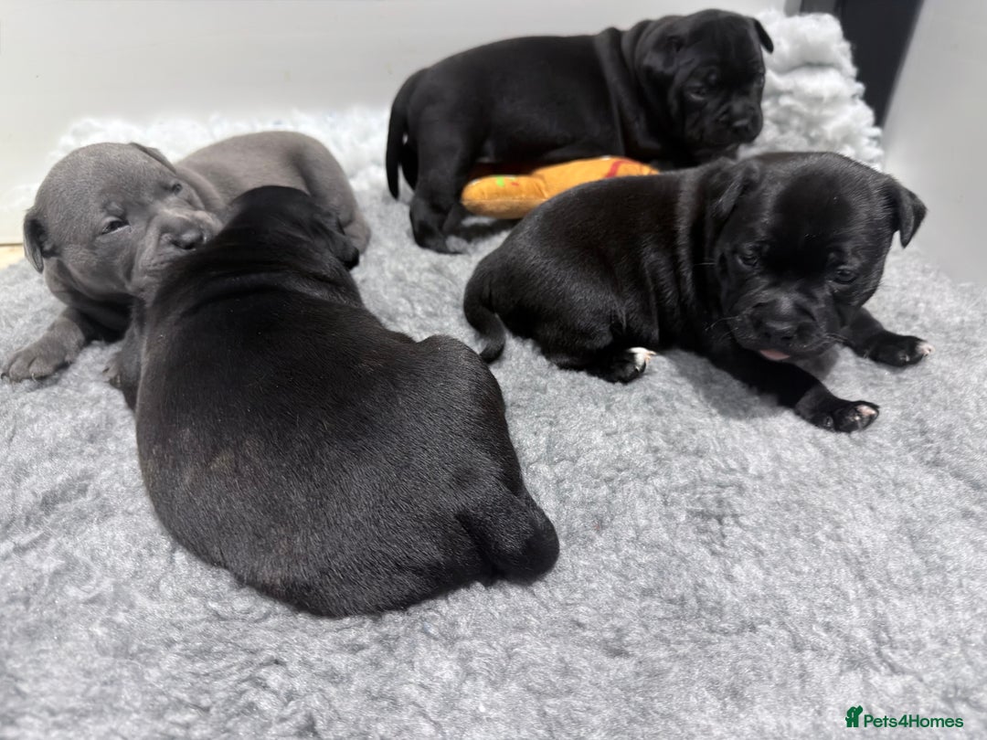 Staffordshire Bull Terrier dogs for sale: Staffordshire bull Terrier CHAMPION BLOODLINE  - Image 16