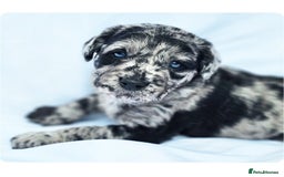 Labradoodle dogs for stud: Multigen/F3b Labradoodle Stud in Calne - Image 33