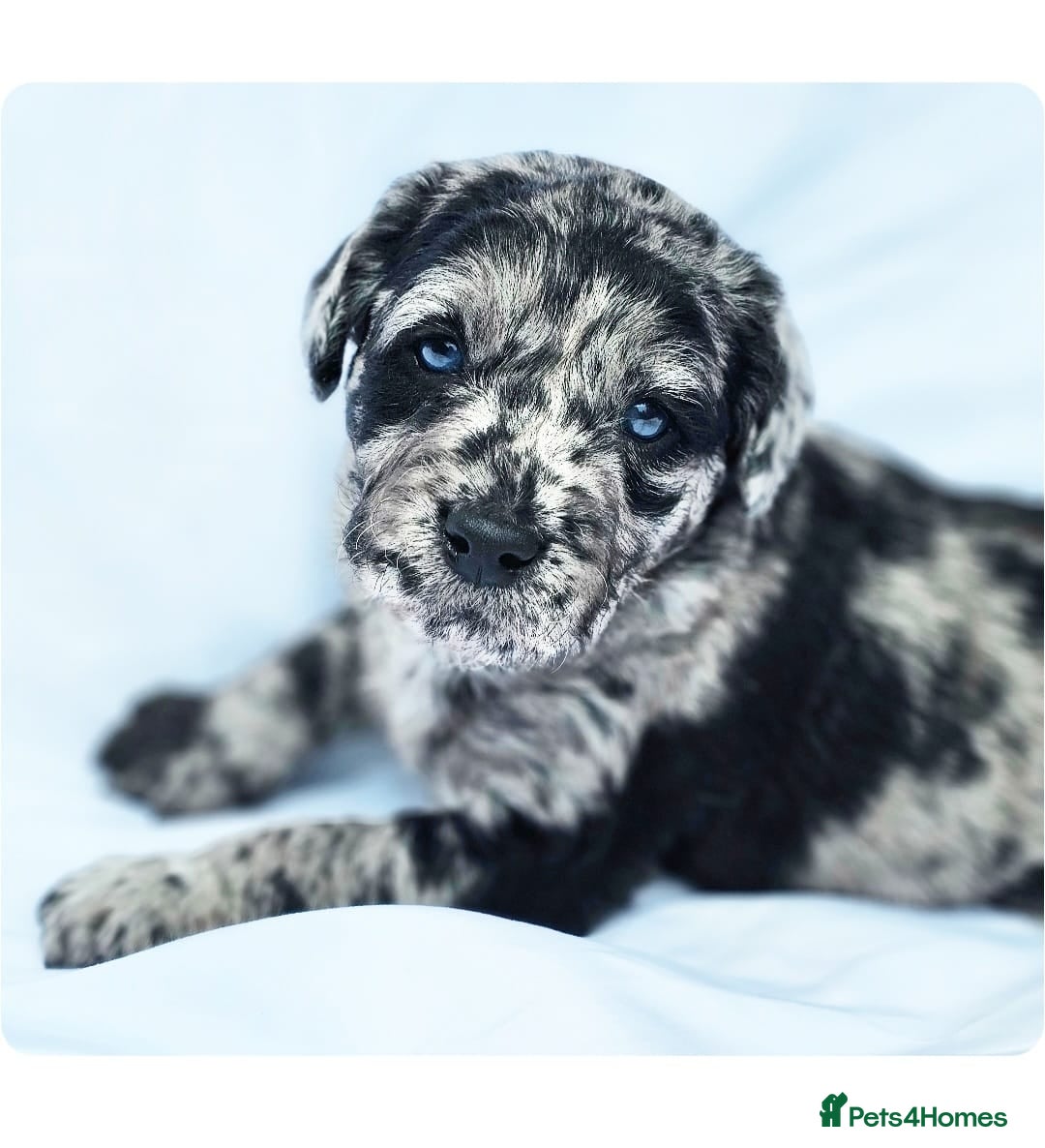 Labradoodle dogs for stud: Multigen/F3b Labradoodle Stud in Calne - Image 33