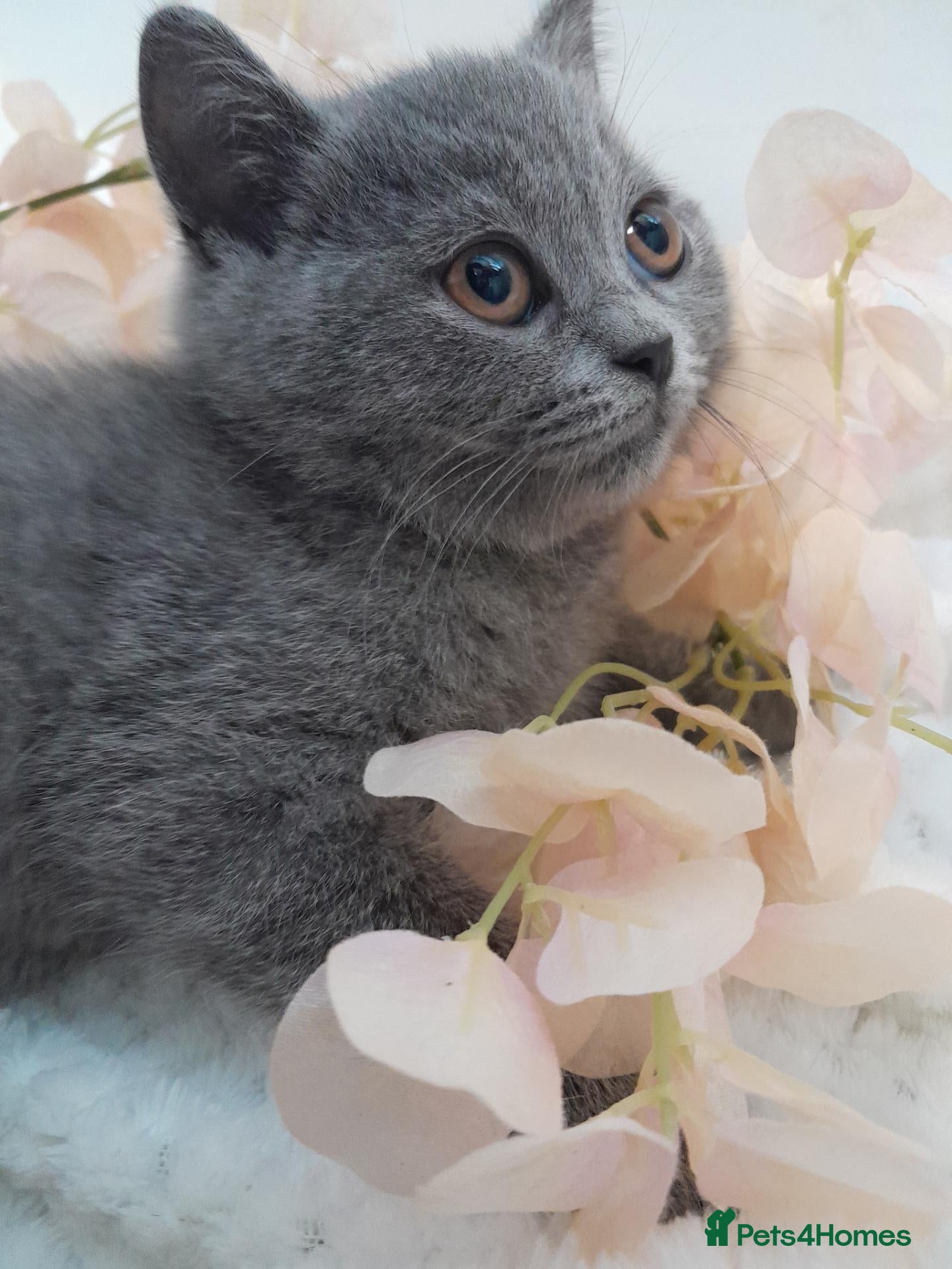 British Shorthair cats for sale: Adorable GCCF Ready British Shorthair Kittens - Advert 2