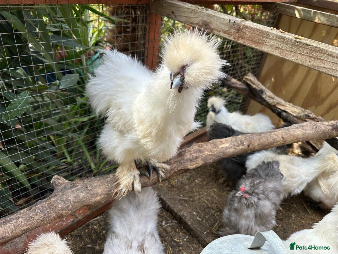 Chickens poultry for sale: Silkie USA Roosters, White, Gold, Gray available.  in London - Image 2