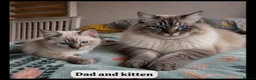 Ragdoll cats for sale: Cat for sale, due to allergic reaction  - Advert 2
