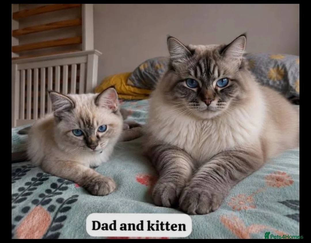 Ragdoll cats for sale: Cat for sale, due to allergic reaction  - Advert 2