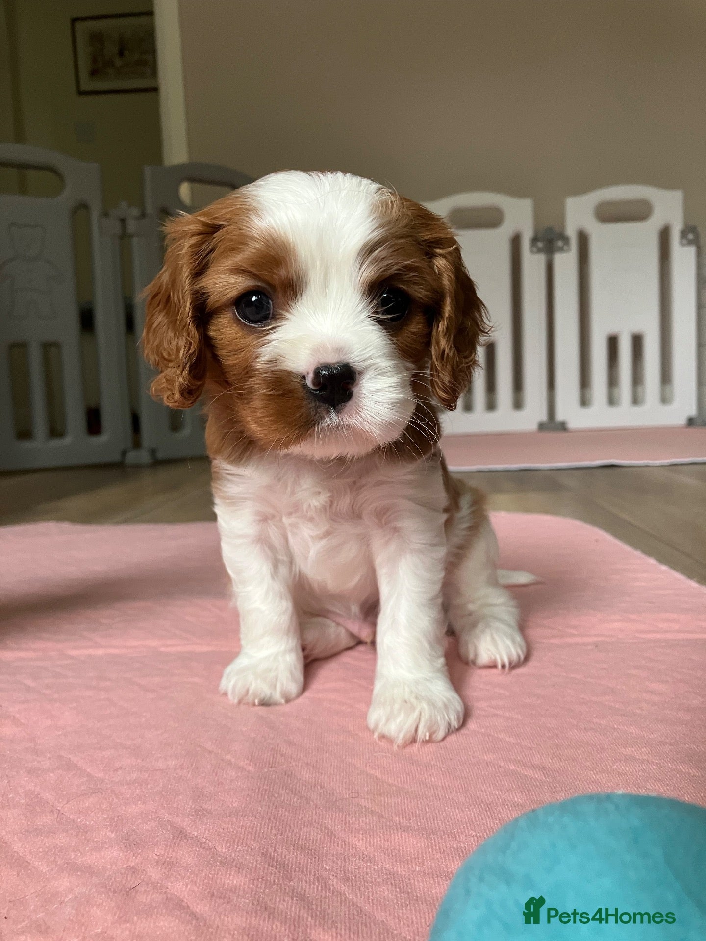 Cavalier King Charles Spaniel dogs KC Registered Puppies from Health Tested Parents  - Advert 2